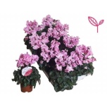 Cyclamen pers Alpikann midi super serie merengue 10,5cm