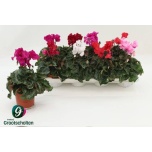 Cyclamen pers Alpikann midi super serie merengue 10,5cm