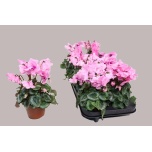 Cyclamen pers Alpikann falbala 10,5cm