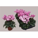Cyclamen pers Alpikann falbala 10,5cm