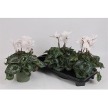 Cyclamen persicum grootbloemig fleur en vogue 13cm
