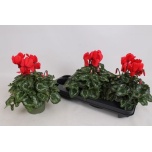 Cyclamen pers Alpikann Halios 13cm