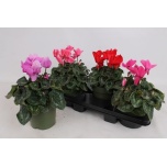 Cyclamen pers Alpikann Halios 17cm
