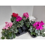 Cyclamen pers Alpikann halios curly 13cm
