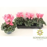Cyclamen pers Alpikann Halios hd 13cm