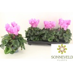 Cyclamen pers Alpikann Halios hd 13cm
