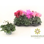 Cyclamen pers Alpikann Halios hd 13cm