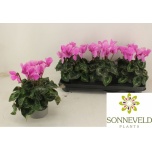 Cyclamen pers Alpikann Halios hd 13cm