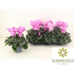 Cyclamen pers Alpikann Halios hd 13cm