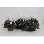 Cyclamen pers Alpikann super serie mammot 13cm