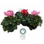 Cyclamen pers Alpikann super serie mammot 17cm