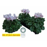Cyclamen pers Alpikann super serie mammot 17cm