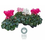 Cyclamen pers Alpikann super serie mammot 17cm