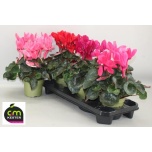 Cyclamen pers Alpikann super serie xl 13cm