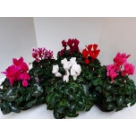 Cyclamen pers Alpikann super serie xl 13cm