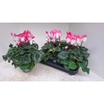 Cyclamen pers Alpikann grootbloemig super serie xl 13cm