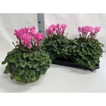 Cyclamen persicum grootbloemig super serie xl 15cm
