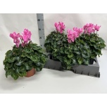 Cyclamen pers Alpikann super serie xl 15cm