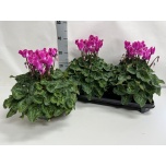 Cyclamen pers Alpikann super serie xl 15cm