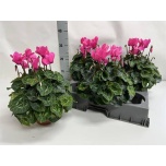 Cyclamen pers Alpikann super serie xl 15cm