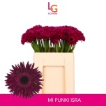 Gerbera MS Punki Isra*20