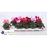 Cyclamen pers small flower metis 9cm