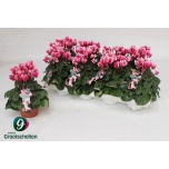 Cyclamen persicum kleinbloemig goblet shine 10cm
