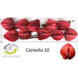 Anthurium Flamingolill Cantello