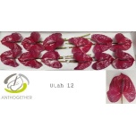 Anthurium Flamingolill Utah