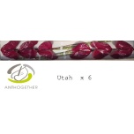 Anthurium Flamingolill Utah