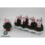 Cyclamen persicum kleinbloemig metis victoria outs 10cm
