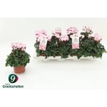 Cyclamen persicum kleinbloemig metis victoria outs 10,5cm