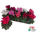 Cyclamen pers Alpikann small flower super serie carino 10,5cm