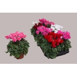 Cyclamen pers Alpikann small flower super serie carino 10,5cm
