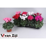 Cyclamen pers Alpikann small flower super serie carino 10,5cm
