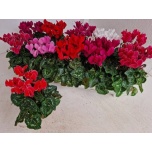 Cyclamen pers Alpikann kleinbloemig super serie carino 10,5cm