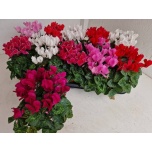 Cyclamen pers small flower super series carino