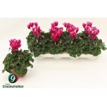 Cyclamen pers Alpikann small flower super series comp 10,5cm