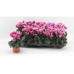 Cyclamen pers Alpikann small flower super series comp 9cm