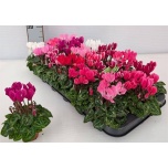 Cyclamen pers Alpikann kleinbloemig super serie micro 6cm