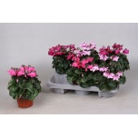 Cyclamen Alpikann super serie pettico 10,5cm
