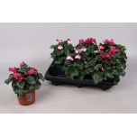 Cyclamen Alpikann super serie pettico 10,5cm