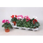 Cyclamen super serie verano 10.5cm