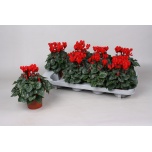 Cyclamen pers Alpikann super serie verano 10.5cm