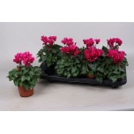 Cyclamen pers Alpikann super serie verano 10.5cm
