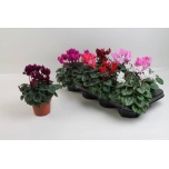 Cyclamen pers Alpikann super serie verano 10.5cm