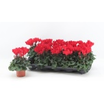 Cyclamen pers Alpikann super serie verano 9cm