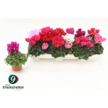 Cyclamen pers Alpikann super serie verano 9cm