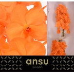 Vanda Princess Orange per stem