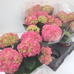 Hydrangea Hortensia macr Anda 15cm